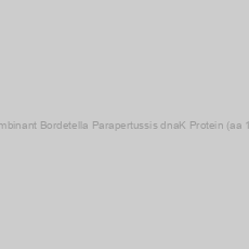 Image of Recombinant Bordetella Parapertussis dnaK Protein (aa 1-641)